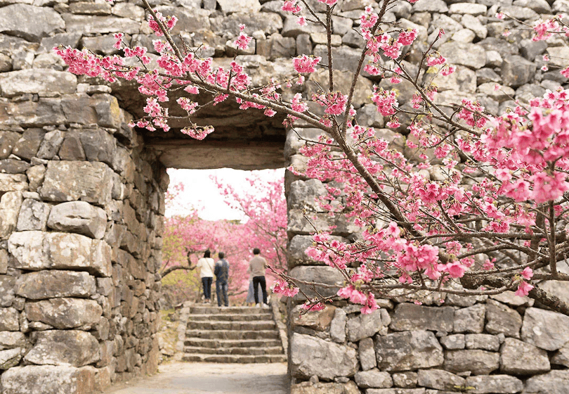 沖繩賞櫻｜2. 今歸仁城跡